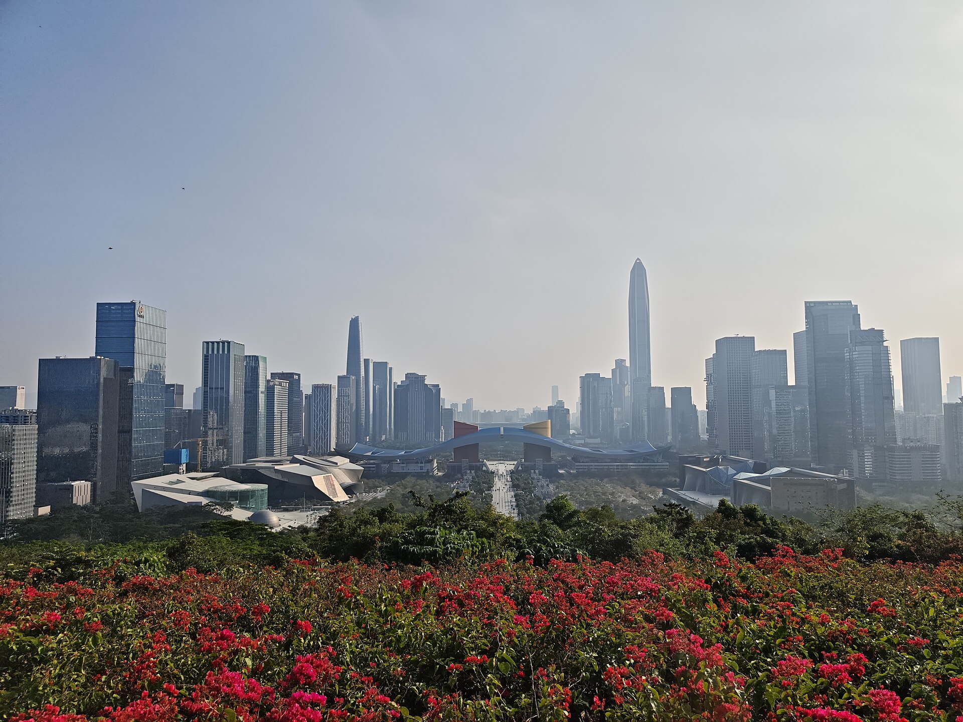 Futian district skyline in Shenzhen on a hazy day, with the curved roof of the Civic Center in the middle distance, tall office towers behind it and red bougainvillea in the foreground