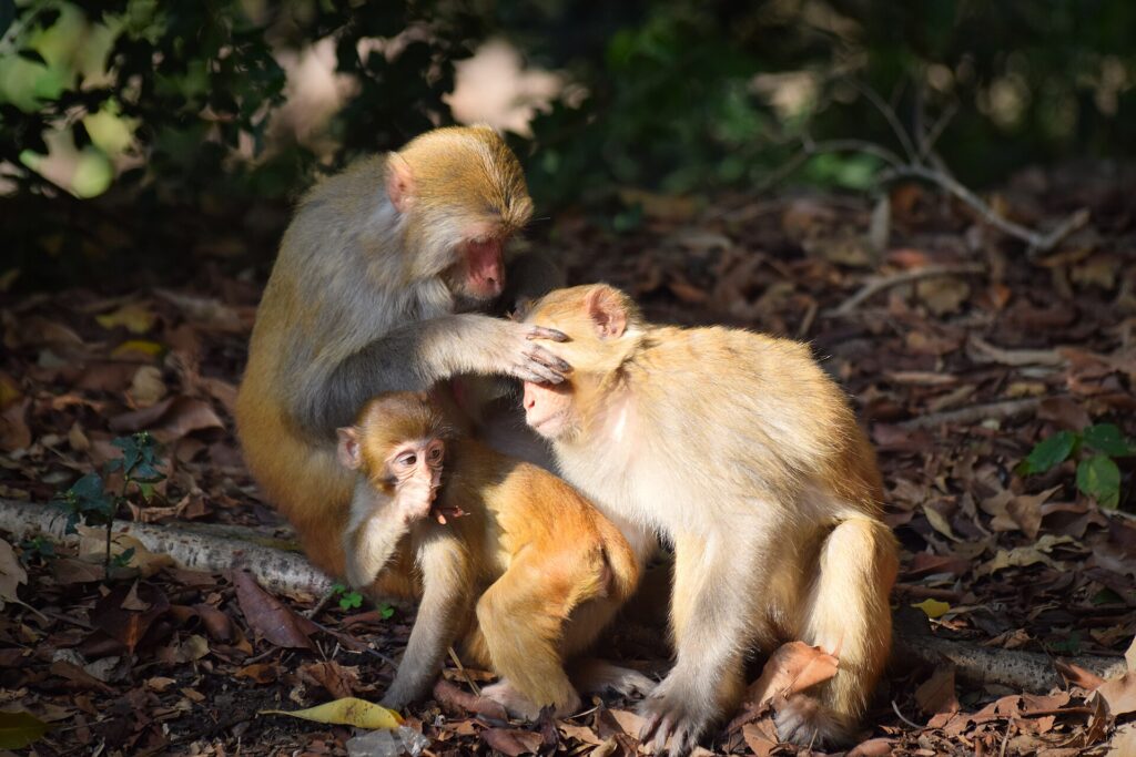 A group of monkeys at Lion Rock Country Park, shown for context in an article about an injured monkey call to 1823